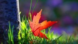 Макро обои красного лепестка клена