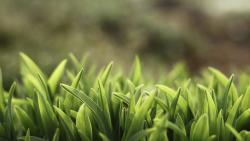 Макро снимок зелененькой травки