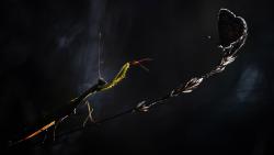 Макро фотография богомола и бабочки