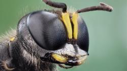 Макро фото мухи