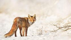 Маленькая лиса на снегу