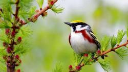 Маленькая птичка на ветке