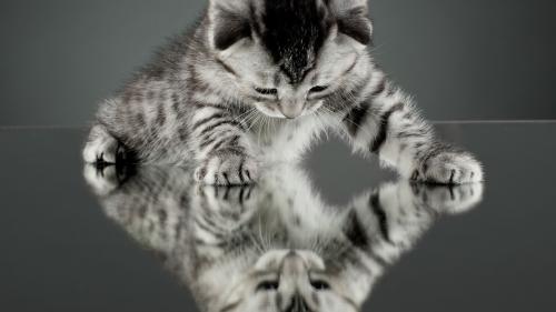 Маленький котик на зеркальном полу скачать обои