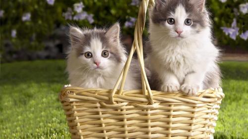 Милые котята в корзинке обои