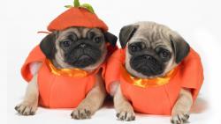 Милые собачки на Хэлоуин