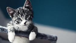 Милый котик картинки для рабочего стола скачать