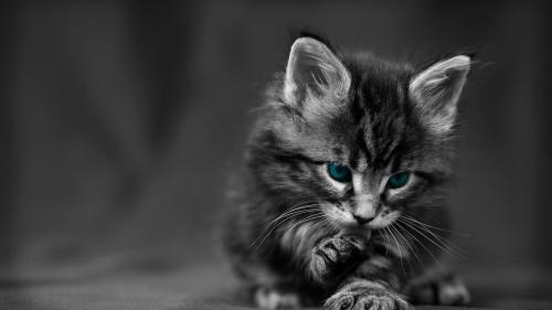 Милый котик, пушистик, глаза, чернобелые, обои hd, бесплатно