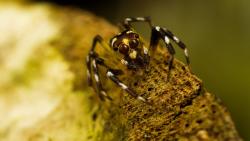 Насекомые, Пауки, Природа, Макро