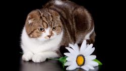 Национальный день кошек, 2014, США, октябрь