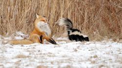 На лису распыляется скунс обои