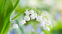 Обои Весенние цветы, ландыши для рабочего стола бесплатно