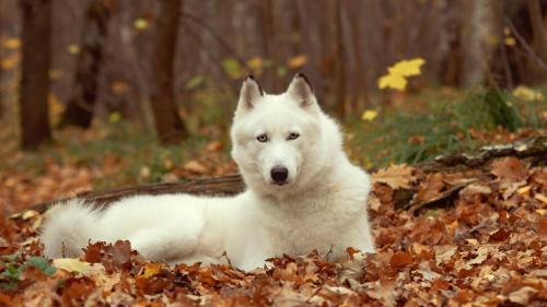 Обои белой собаки хаски на рабочий стол