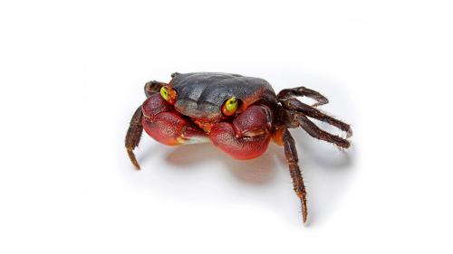 Обои в высоком качестве с красно-черным крабом с зелеными глазами