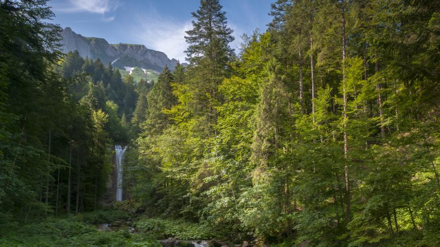 Обои горного леса 