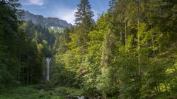 Обои горного леса 