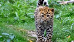 Обои котенок, леопард, пятна, пушистый, кошки