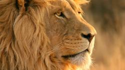 Обои на рабочий стол лев