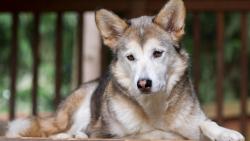 Обои HD собаки