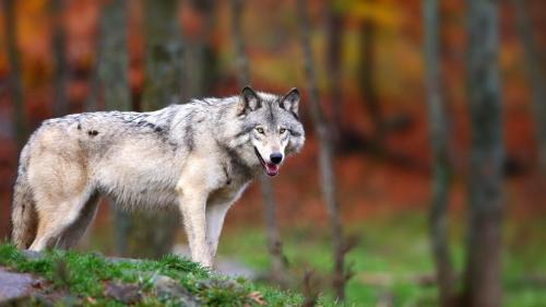 Одинокий волк обои