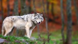 Одинокий волк обои