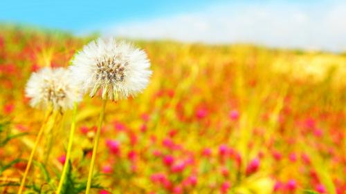 Одуванчики в поле картинки на рабочий стол