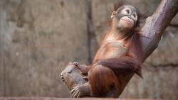 Орангутанг, обезьяна, дерево