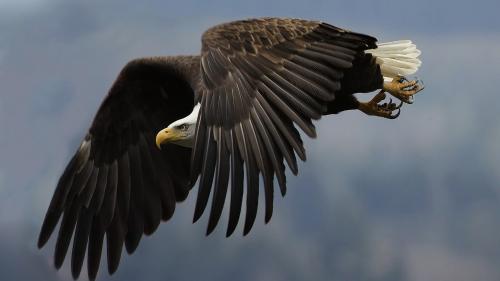 Орел в полете широкоформатные HD обои скачать на рабочий стол