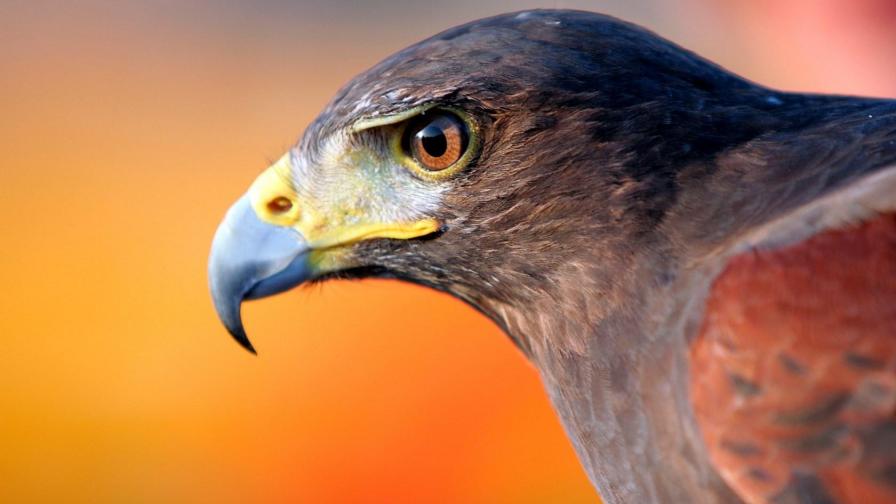 Орел, клюв картинки на рабочий стол