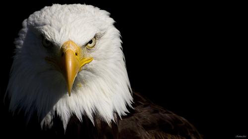 Орёл в профиль