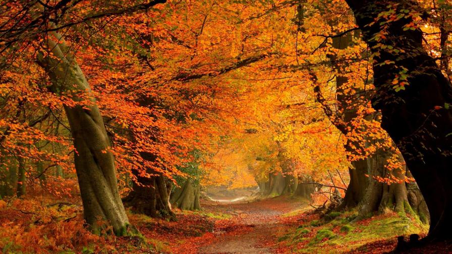 Осенний лес