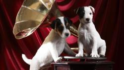 Патефон,  граммофон, собачки, собаки, в крапинку