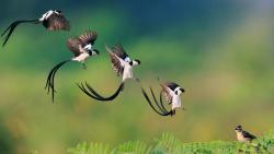 Певчая птичка полет картинки для рабочего стола скачать