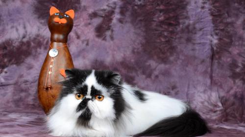 Персидский кот, статуэтка, кот, пятнистый, смешной, большой, картинки, фоны