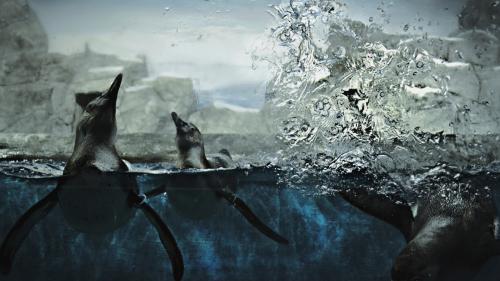 Подводный мир, тюлени, HD обои, скачать