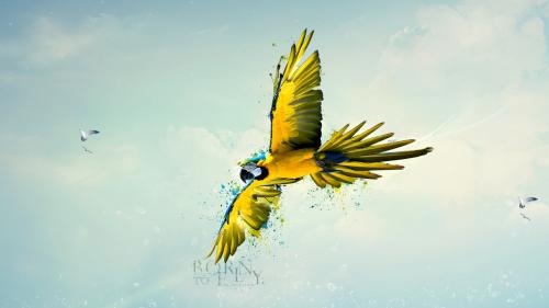 Попугай в небе