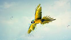 Попугай в небе