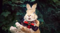 Праздничный кролик, обои hd, бесплатно, история, праздник