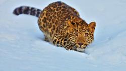 Прикольная дикая кошка с выпученными глазами на снегу обои