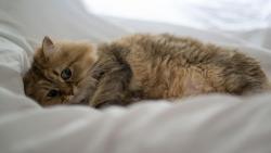 Прикольный котик заставки на рабочий стол hd