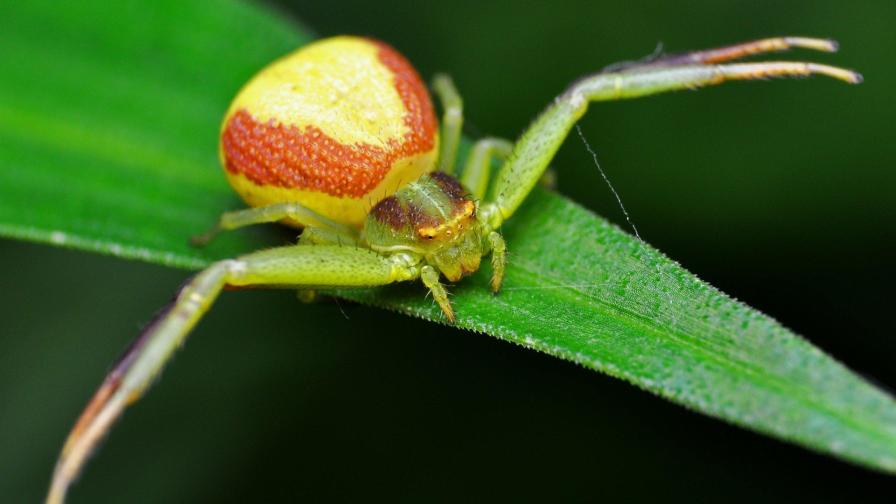 Природа, Насекомые, Макро, Пауки, HD обои