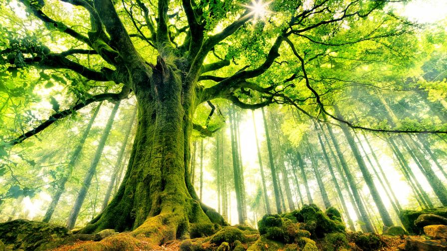 Природа картинки