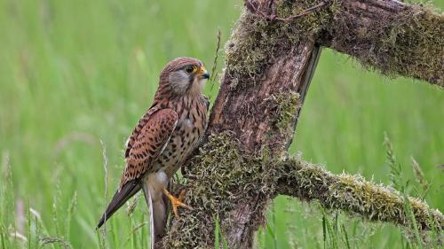 Птица Сокол на старом заборе обои hd