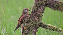 Птица Сокол на старом заборе обои hd