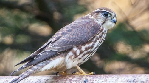 Птица, сокол, хищник