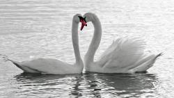 Птицы, лебеди, пруд, любовь, романтика, эмоции