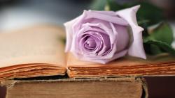 Роза цветок на книге картинки для рабочего стола скачать