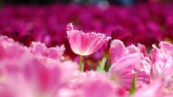 Розовые тюльпаны цветы плантация