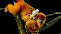 Рыжая обезьяна