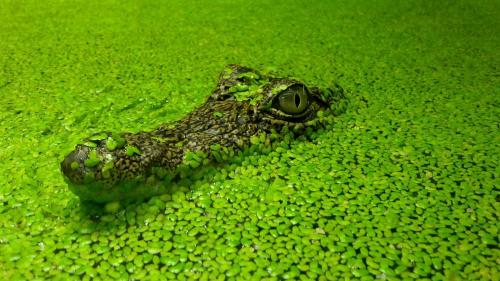 Ряска фото с крокодилом
