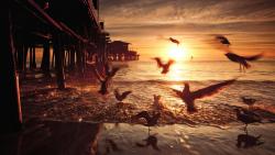 Санта-Моника морские птицы